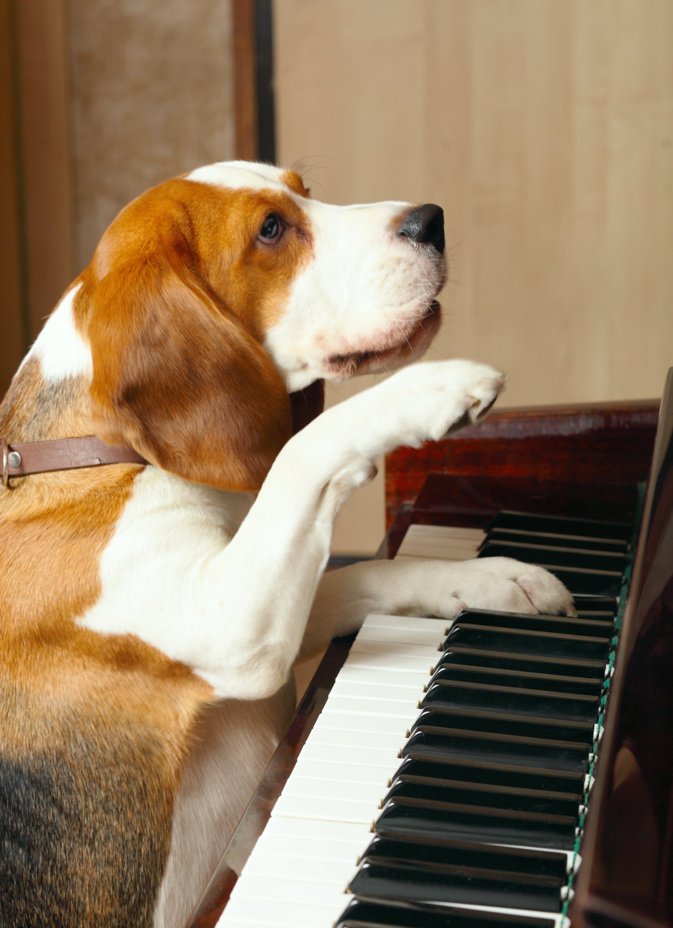 Can Your Dog Play Piano?