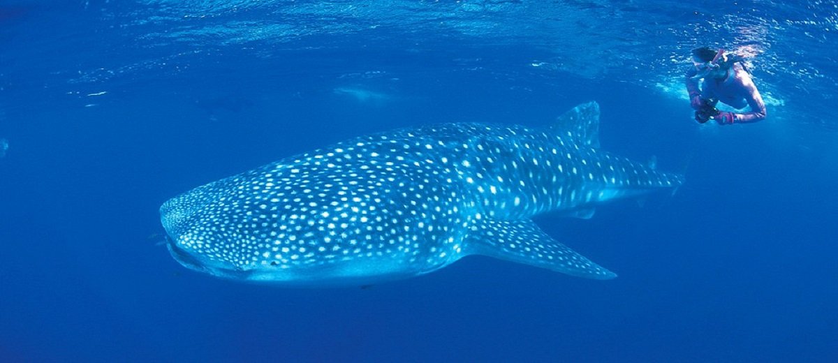 Snorkeling with whale shark