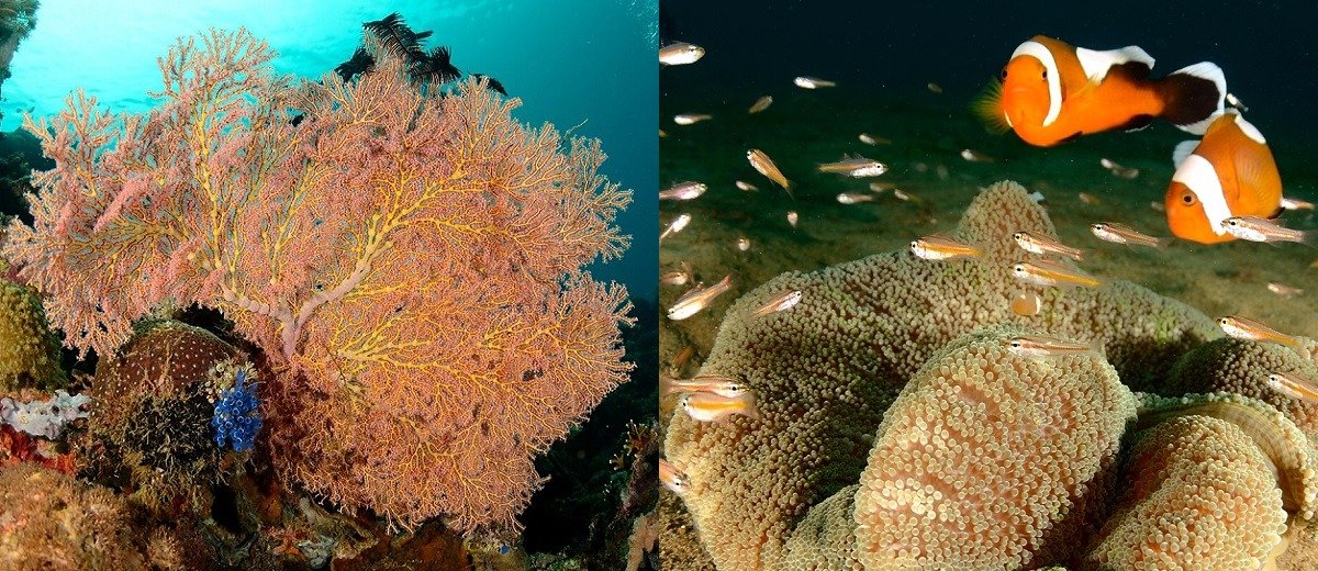 Sea fan & clown fish with anemone