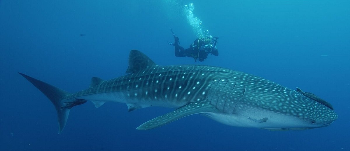 Diver with whale shark