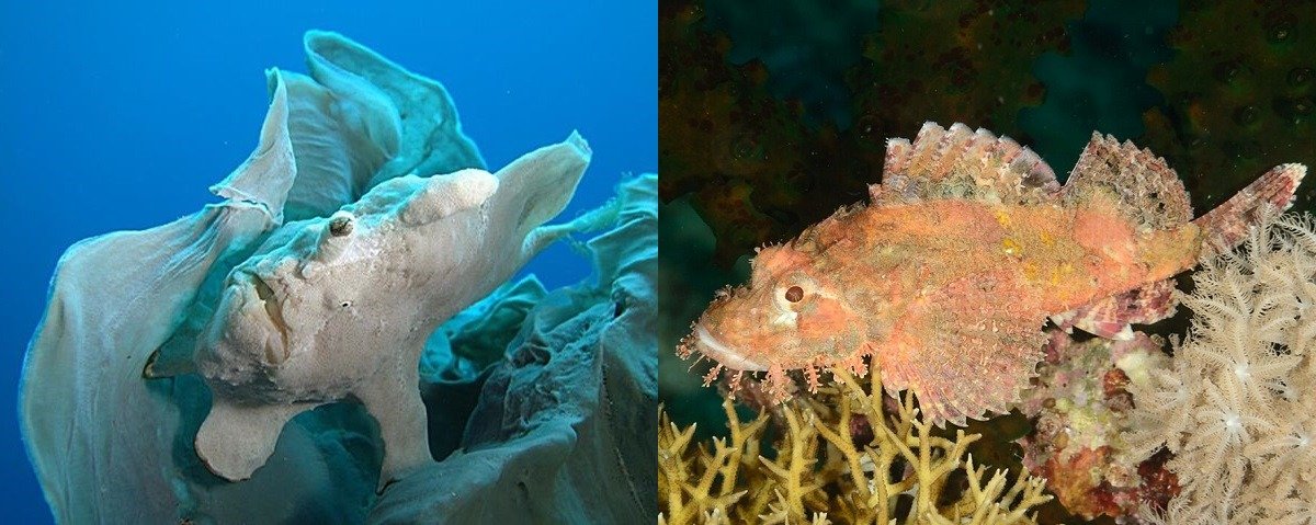 Frog fish & scorpion fish