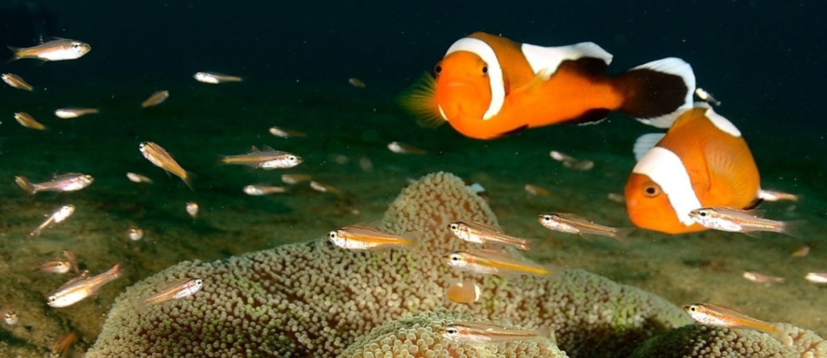 Clown fish and anenome